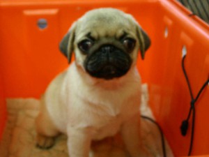 パグ子犬販売、女の子（メス）、フォーン、2013年06月28日産まれ、千葉県ブリーダー、High Quality Dog、ID4449