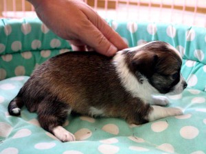 チワワロング子犬販売、男の子（オス）、レッド＆ホワイト、2013年10月15日産まれ、東京都ブリーダー、ID4734