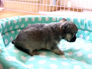チワワロング子犬販売、男の子（オス）、レッド＆ホワイト、2013年10月15日産まれ、東京都ブリーダー、ID4733