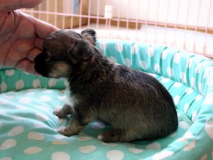チワワロング子犬販売、男の子（オス）、レッド＆ホワイト、2013年10月15日産まれ、東京都ブリーダー、ID4733