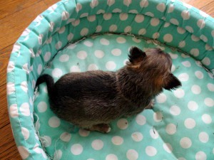 チワワロング子犬販売、男の子（オス）、レッド＆ホワイト、2013年10月15日産まれ、東京都ブリーダー、ID4733