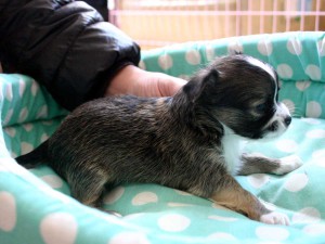 チワワロング子犬販売、男の子（オス）、レッド＆ホワイト、2013年10月15日産まれ、東京都ブリーダー、ID4735