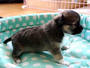 チワワロングコート子犬販売、女の子（メス）、レッド＆ホワイト、2013年10月15日産まれ、東京都ブリーダー、ID4736