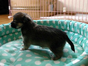 チワワロングコート子犬販売、女の子（メス）、レッド＆ホワイト、2013年10月15日産まれ、東京都ブリーダー、ID4736