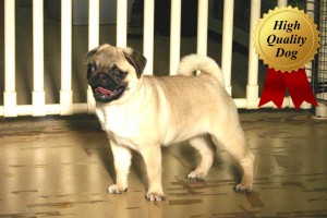 パグ子犬販売、女の子（メス）、フォーン、2013年06月28日産まれ、千葉県ブリーダー、High Quality Dog、ID4970