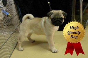 パグ子犬販売、女の子（メス）、フォーン、2013年08月13日産まれ、千葉県ブリーダー、High Quality Dog、ID4972