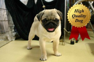 パグ子犬販売、女の子（メス）、フォーン、2013年08月13日産まれ、千葉県ブリーダー、High Quality Dog、ID4972