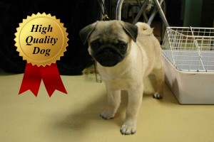 パグ子犬販売、女の子（メス）、フォーン、2013年08月13日産まれ、千葉県ブリーダー、High Quality Dog、ID4972