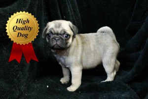 パグ子犬販売、フォーン、男の子（牡、Male）、2013年09月28日産まれ、千葉県ブリーダー、ID4973