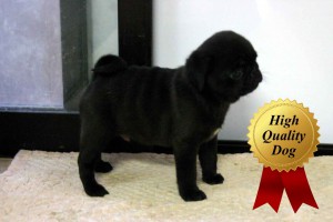 パグ子犬販売、ブラック、男の子（牡、Male）、2013年09月28日産まれ、千葉県ブリーダー、ID4974