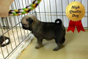 パグ子犬販売、フォーン、女の子（牝、Female）、2013年10月12日産まれ、千葉県ブリーダー、ID4976
