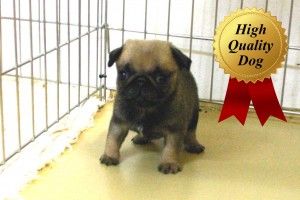 パグ子犬販売、フォーン、女の子（牝、Female）、2013年10月12日産まれ、千葉県ブリーダー、ID4976