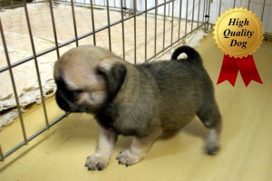 パグ子犬販売、フォーン、女の子（牝、Female）、2013年10月12日産まれ、千葉県ブリーダー、ID4977