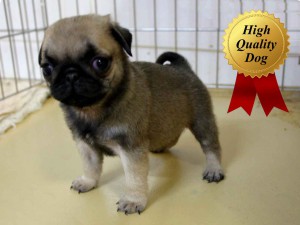 パグ子犬販売、フォーン、女の子（牝、Female）、2013年10月12日産まれ、千葉県ブリーダー、ID4977