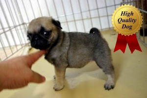 パグ子犬販売、フォーン、女の子（牝、Female）、2013年10月12日産まれ、千葉県ブリーダー、ID4977
