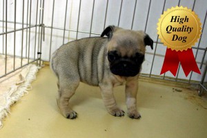 パグ子犬販売、フォーン、女の子（牝、Female）、2013年10月12日産まれ、千葉県ブリーダー、ID4978