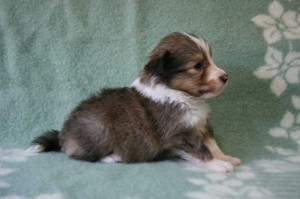 シェットランドシープドッグ（シェルティー）子犬販売情報、セーブル、男の子（オス）、2013年07月19日生れ、神奈川県ブリーダー、ID4094