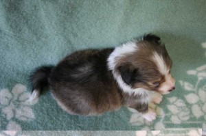 シェットランドシープドッグ（シェルティー）子犬販売情報、セーブル、男の子（オス）、2013年07月19日生れ、神奈川県ブリーダー、ID4094