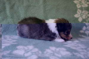 シェットランドシープドッグ（シェルティー）子犬販売、セーブル、男の子（オス）、2013年07月19日産まれ、神奈川県ブリーダー、ID4095