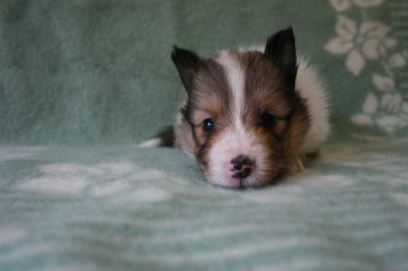 シェットランドシープドッグ（シェルティー）子犬販売、セーブル、男の子（オス）、2013年07月19日産まれ、神奈川県ブリーダー、ID4096