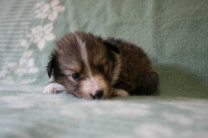 シェットランドシープドッグ（シェルティー）子犬販売、セーブル、女の子（メス）、2013年07月19日産まれ、神奈川県ブリーダー、ID4098