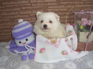 日本スピッツ子犬販売、純白（ホワイト）、男の子（オス）、2013年12月01日生まれ、北海道ブリーダー、ID20131201001。