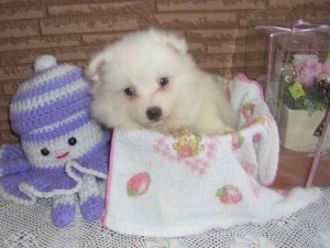 日本スピッツ子犬販売、純白（ホワイト）、男の子（オス）、2013年12月01日生まれ、北海道ブリーダー、ID20131201001。