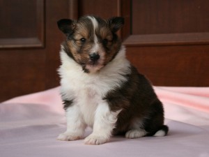 シェットランドシープドッグ（シェルティー）子犬販売情報、セーブル、女の子（メス）、2014年02月12日産まれ、神奈川県ブリーダー、ID5975