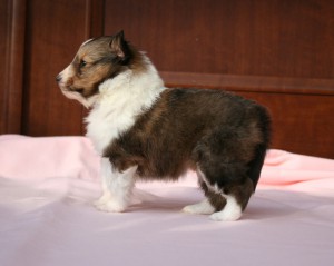 シェットランドシープドッグ（シェルティー）子犬販売情報、セーブル、女の子（メス）、2014年02月12日産まれ、神奈川県ブリーダー、ID5975