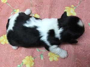 シーズー子犬販売、男の子（オス）、ブラック＆ホワイト、2014年01月26日産まれ、東京都ブリーダー、ID5696
