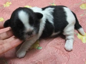 シーズー子犬販売、男の子（オス）、ブラック＆ホワイト、2014年01月26日産まれ、東京都ブリーダー、ID5696