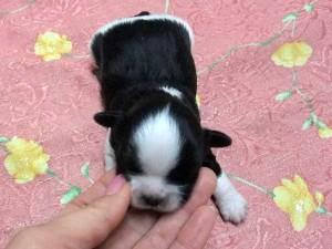 シーズー子犬販売、女の子（メス）、ブラック＆ホワイト、2014年01月26日産まれ、東京都ブリーダー、ID5697