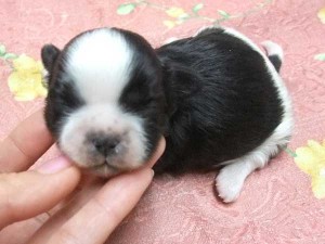 シーズー子犬販売、女の子（メス）、ブラック＆ホワイト、2014年01月26日産まれ、東京都ブリーダー、ID5697