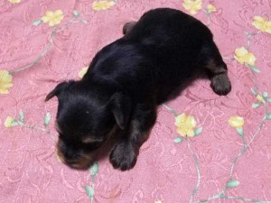 ヨークシャー・テリア（ヨーキー）子犬販売、女の子（メス）、ブルースチールタン、2014年02月06日産まれ、東京都ブリーダー、ID5979。背中。