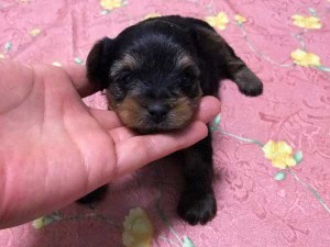 ヨークシャー・テリア（ヨーキー）子犬販売、女の子（メス）、ブルースチールタン、2014年02月06日産まれ、東京都ブリーダー、ID5979。正面。