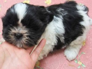 シーズー子犬販売、男の子（オス）、ブラック＆ホワイト、2014年01月26日産まれ、東京都ブリーダー、ID5696
