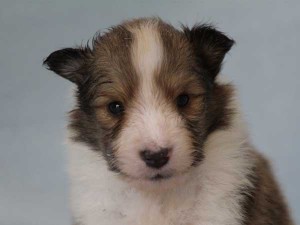 シェットランド・シープドッグ（シェルティー）神奈川県ブリーダー子犬販売情報、セーブル＆ホワイト、男の子（オス）、フルカラー、ブレーズ有、2014年4月24日生まれ、ID6418。お顔2