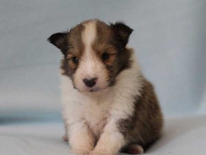 シェットランド・シープドッグ（シェルティー）神奈川県ブリーダー子犬販売情報、セーブル＆ホワイト、男の子（オス）、フルカラー、ブレーズ有、2014年4月24日生まれ、ID6418。正面