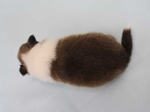 シェットランド・シープドッグ（シェルティー）神奈川県ブリーダー子犬販売情報、セーブル＆ホワイト、男の子（オス）、フルカラー、ブレーズ有、2014年4月24日生まれ、ID6418。背中