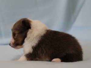 シェットランド・シープドッグ（シェルティー）神奈川県ブリーダー子犬販売情報、セーブル＆ホワイト、男の子（オス）、フルカラー、ブレーズ有、2014年4月24日生まれ、ID6418。左側面