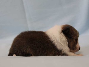 シェットランド・シープドッグ（シェルティー）神奈川県ブリーダー子犬販売情報、セーブル＆ホワイト、男の子（オス）、フルカラー、ブレーズ有、2014年4月24日生まれ、ID6418。右側面