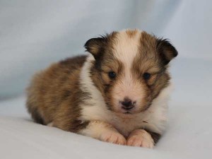 シェットランド・シープドッグ（シェルティー）子犬販売情報、セーブル＆ホワイト、女の子（メス）、フルカラー、ブレーズ有、2014年4月24日生まれ、神奈川県ブリーダー、ID6419
