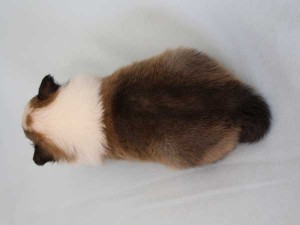 シェットランド・シープドッグ（シェルティー）子犬販売情報、セーブル＆ホワイト、女の子（メス）、フルカラー、ブレーズ有、2014年4月24日生まれ、神奈川県ブリーダー、ID6419