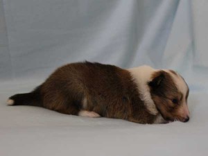 シェットランド・シープドッグ（シェルティー）子犬販売情報、セーブル＆ホワイト、女の子（メス）、フルカラー、ブレーズ有、2014年4月24日生まれ、神奈川県ブリーダー、ID6419