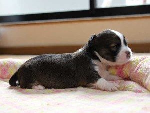 チワワロングコート子犬販売、レッド＆ホワイト、男の子（オス）、2014年05月08日産まれ、東京都（23区）ブリーダー、ID6450