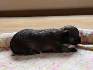 チワワロングコート子犬販売、レッド＆ホワイト、男の子（オス）、2014年05月08日産まれ、東京都（23区）ブリーダー、ID6451
