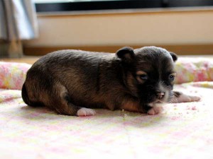 チワワロングコート子犬販売、レッド＆ホワイト、女の子（メス）、2014年05月08日産まれ、東京都（23区）ブリーダー、ID6452