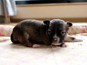 チワワロングコート子犬販売、レッド＆ホワイト、女の子（メス）、2014年05月08日産まれ、東京都（23区）ブリーダー、ID6452