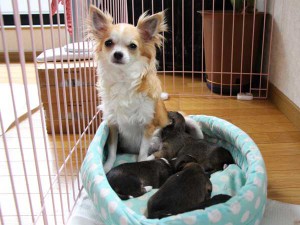 チワワ・ロングコート子犬販売、男の子（オス）、女の子（メス）、2014年05月08日産まれ、母犬、東京都（２３区）ブリーダー、ID6450、ID6451、ID6452、ID6453