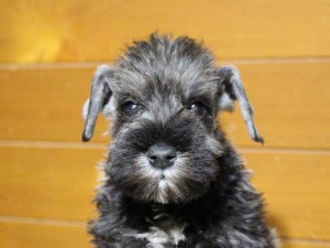 ミニチュアシュナウザー子犬販売、男の子（オス）、ソルト＆ペッパー、2014年03月29日産まれ、神奈川県ブリーダー、ID6376